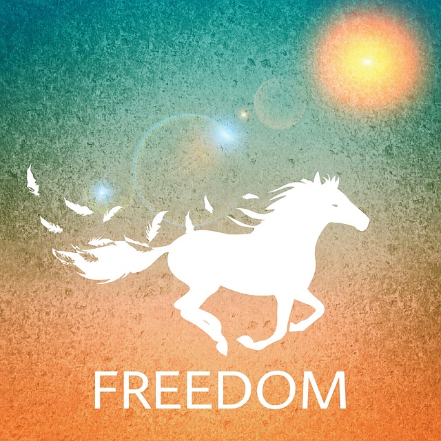 Tierkommunikation Freiheit Pferd