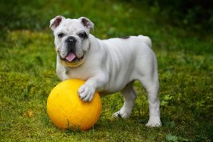 Tiere spielen Bulldogge Ball