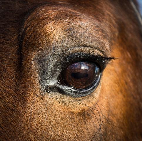 Tierkommunikation Pferd Missverständnisse