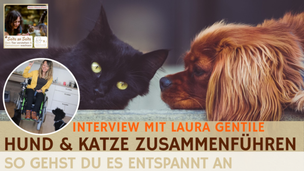 60 Hund Katze Zusammenführen So Gelingt Es Laura Gentile